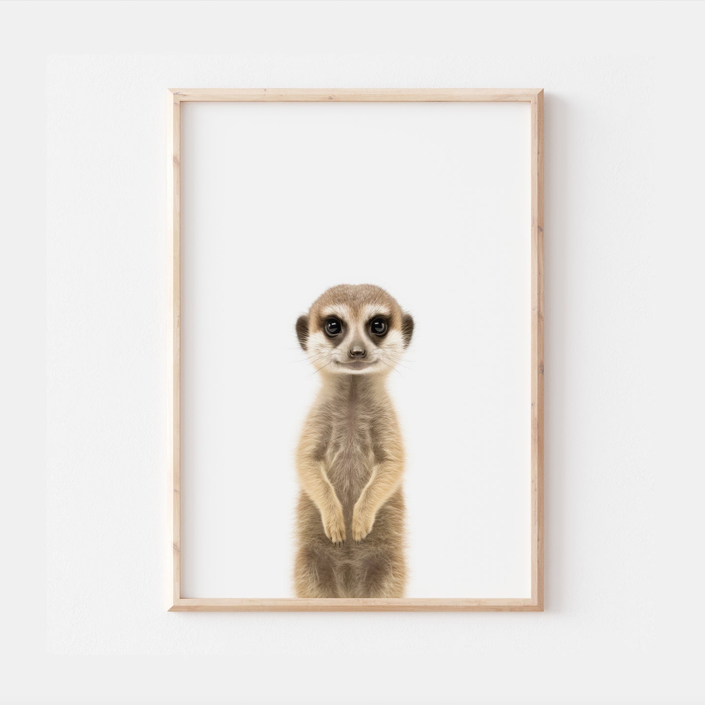 Baby Meerkat