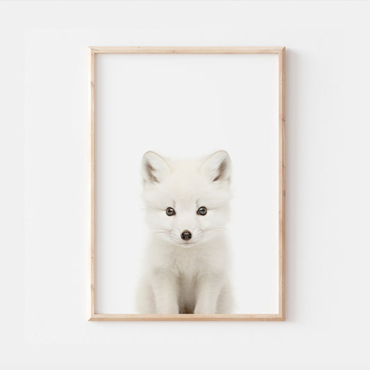 Baby Arctic Fox