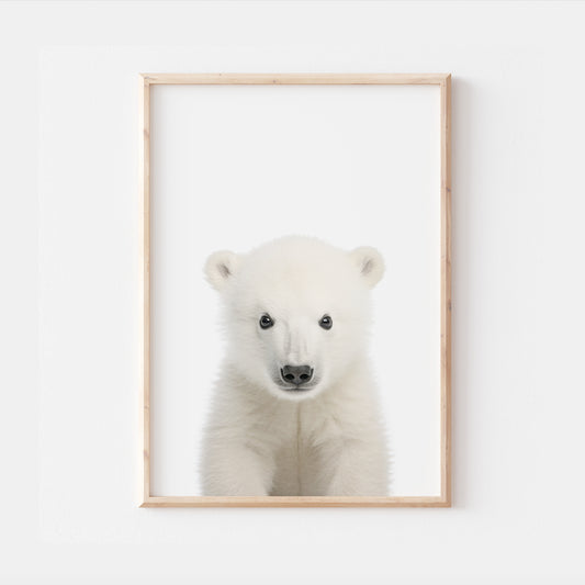 Baby Polar Bear