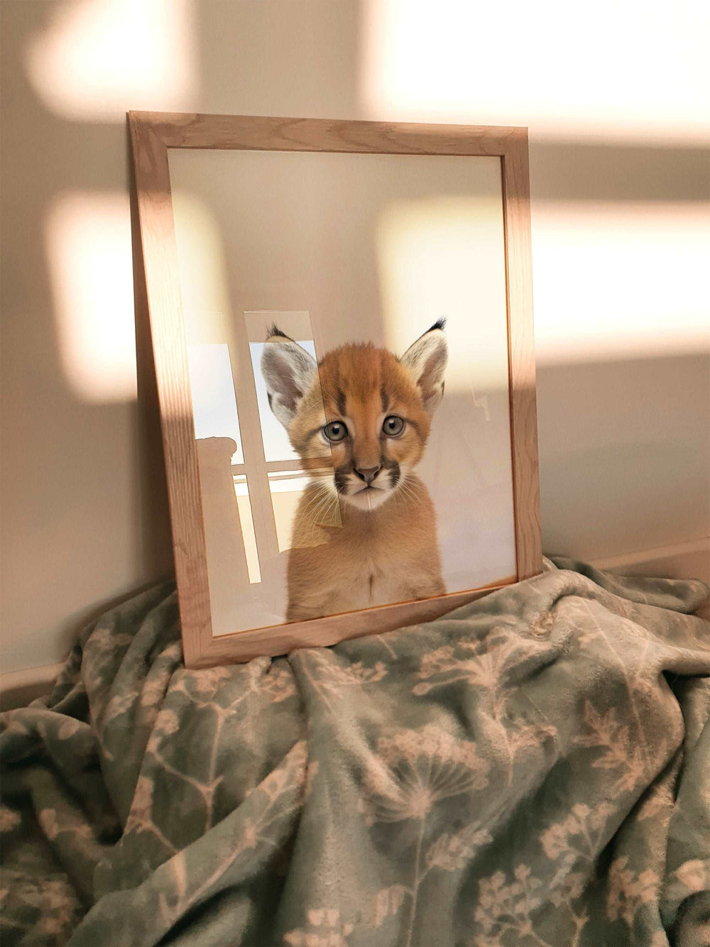 Baby Puma