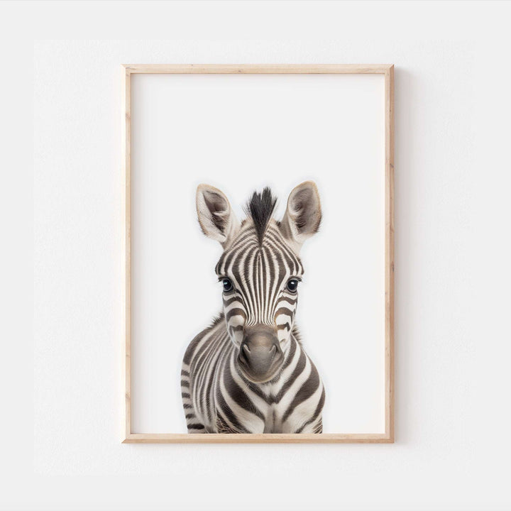 Baby Zebra