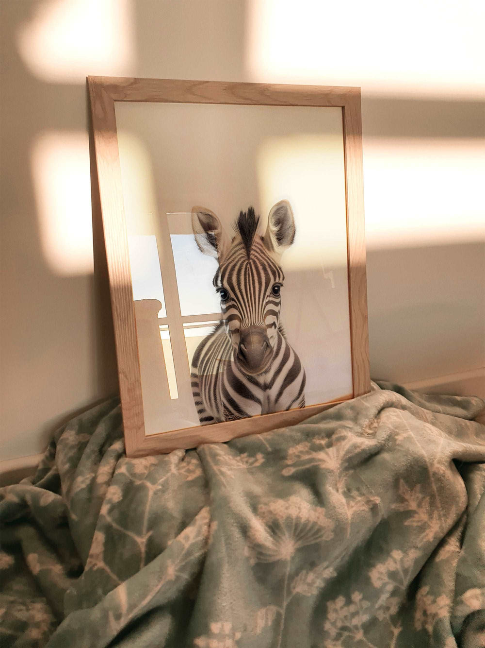 Baby Zebra