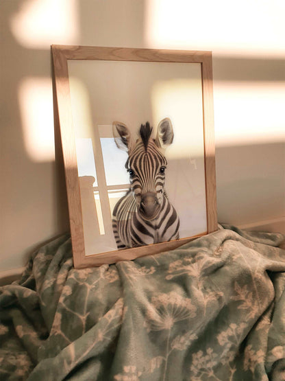 Baby Zebra