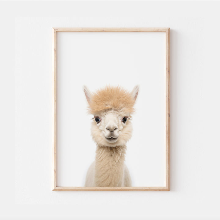 Baby Alpaca