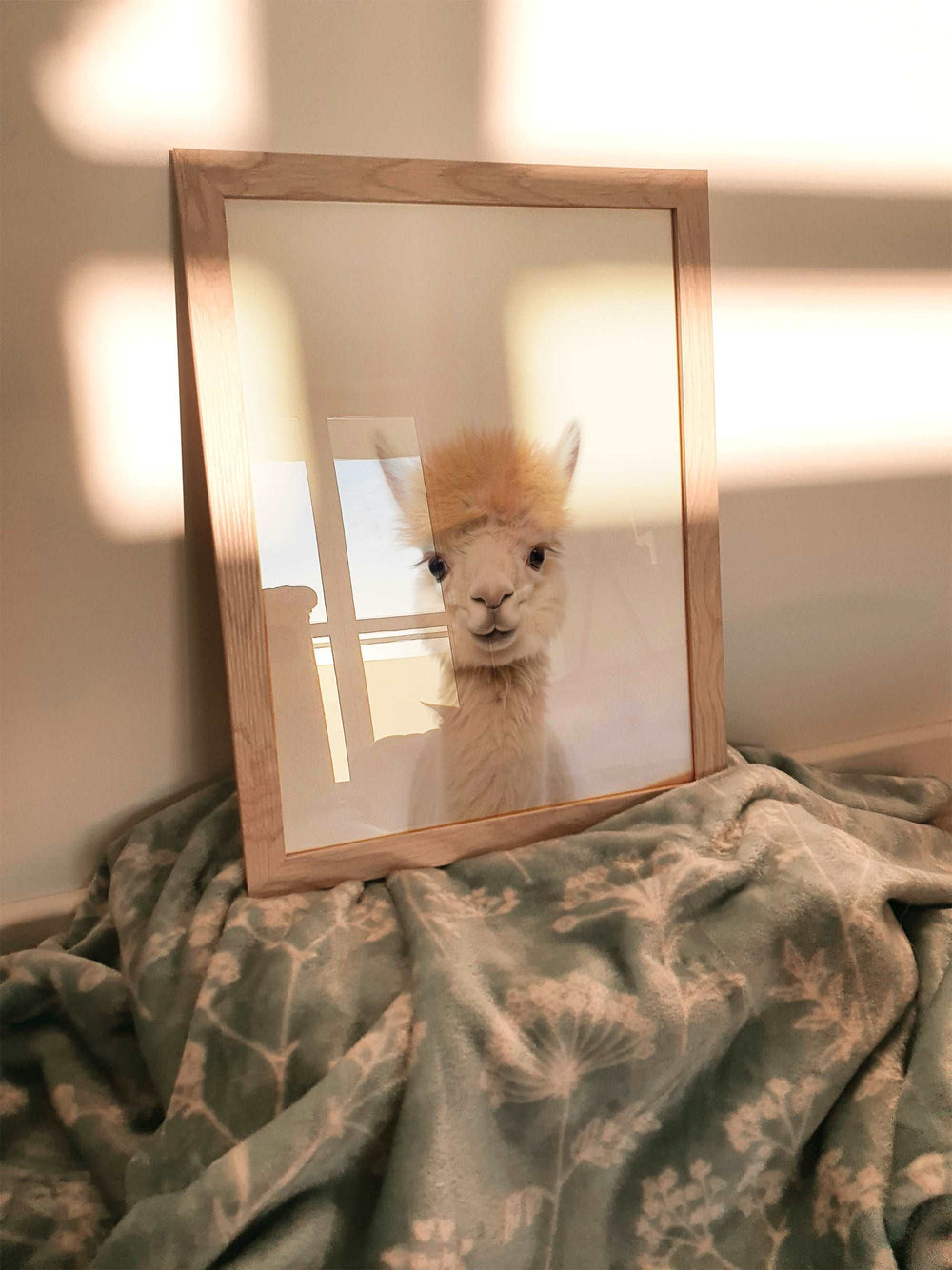 Baby Alpaca