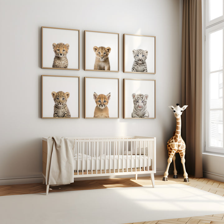 SET OF 6 Baby Big Cats Animal Print Bundle