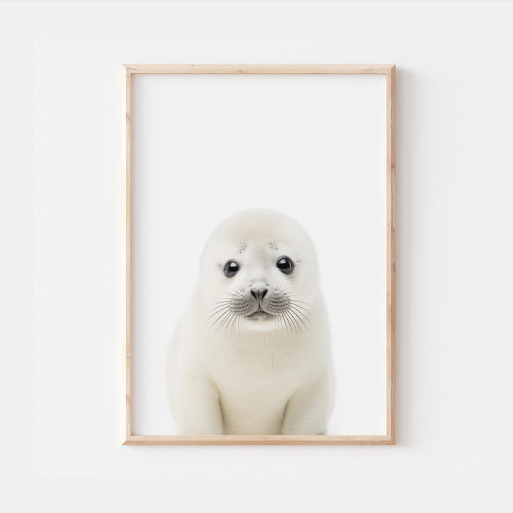 Baby Arctic Seal