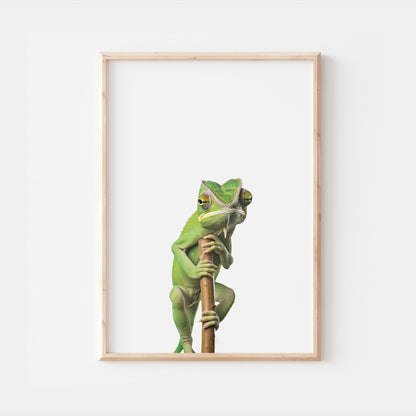 Baby Chameleon