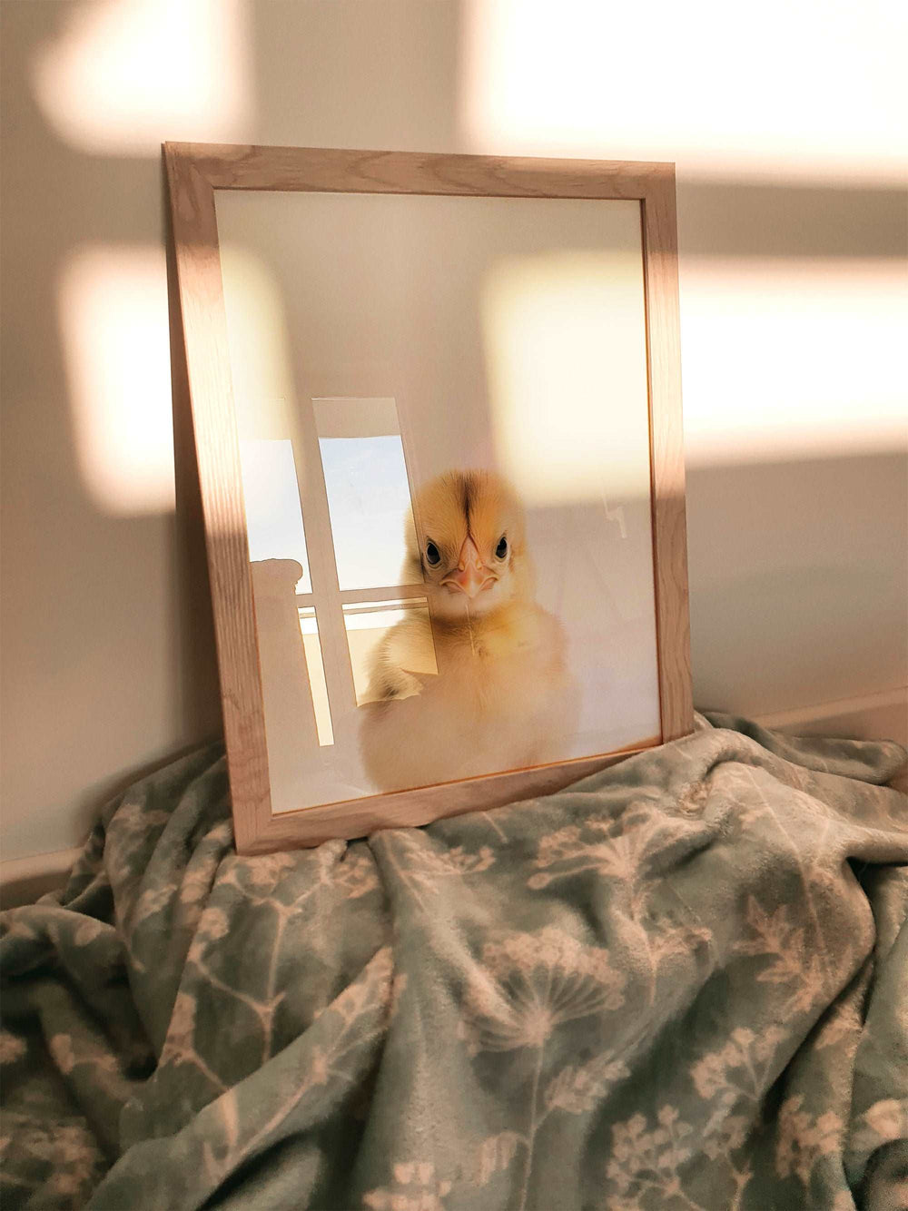 Baby Chick