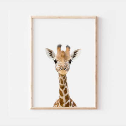 Baby Giraffe