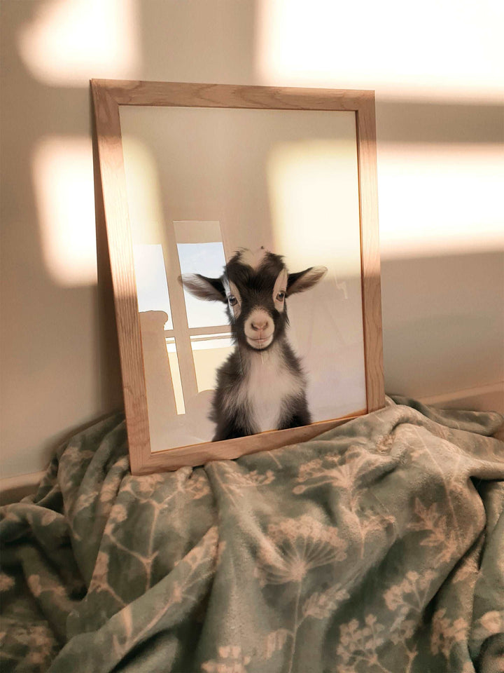 Baby Goat