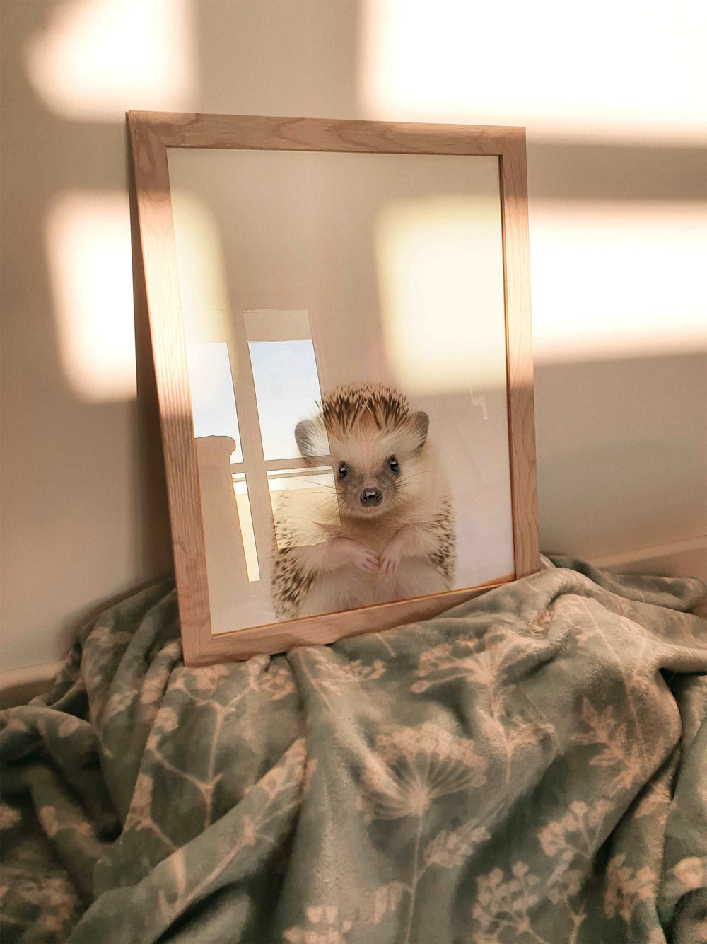 Baby Hedgehog