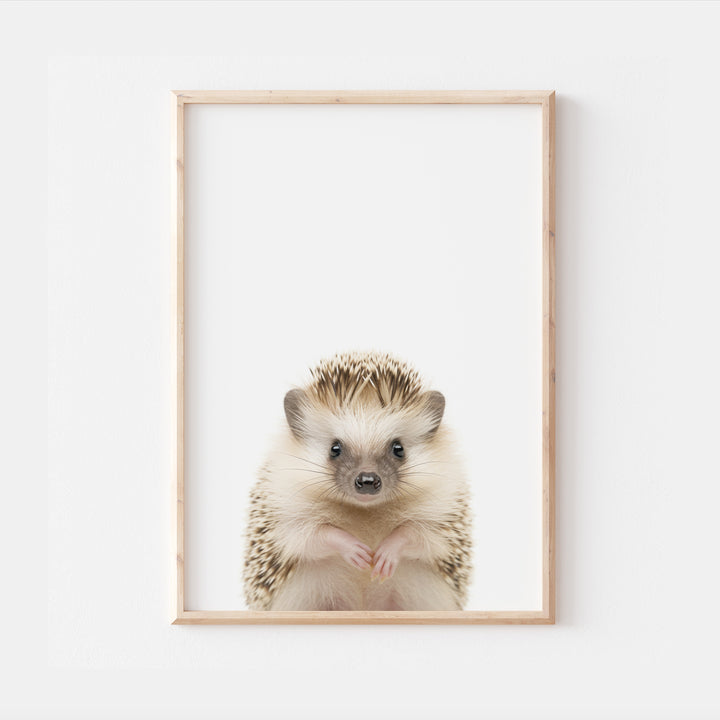 Baby Hedgehog