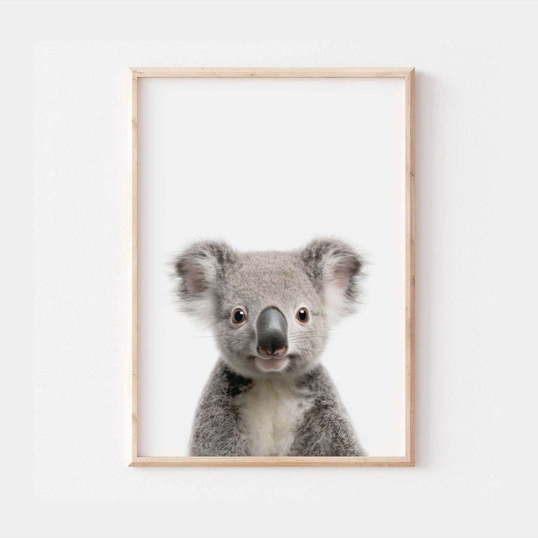 Baby Koala