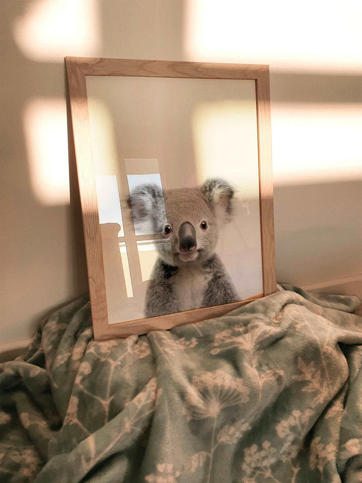 Baby Koala