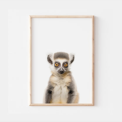 Baby Lemur
