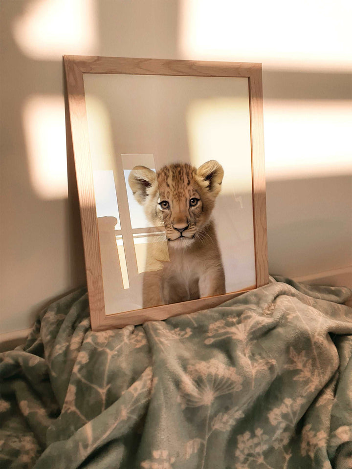 Baby Lion