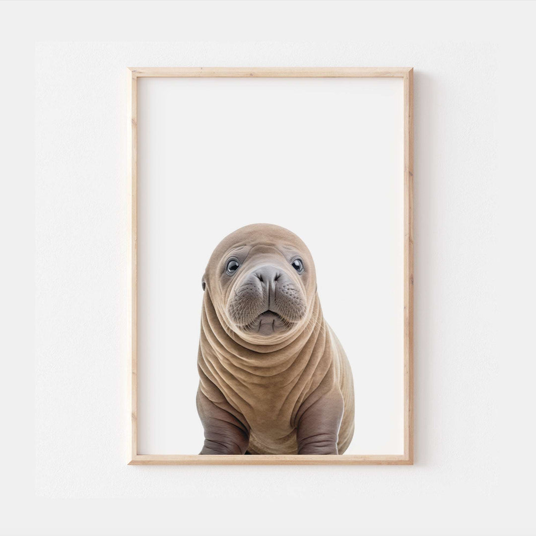 Baby Walrus