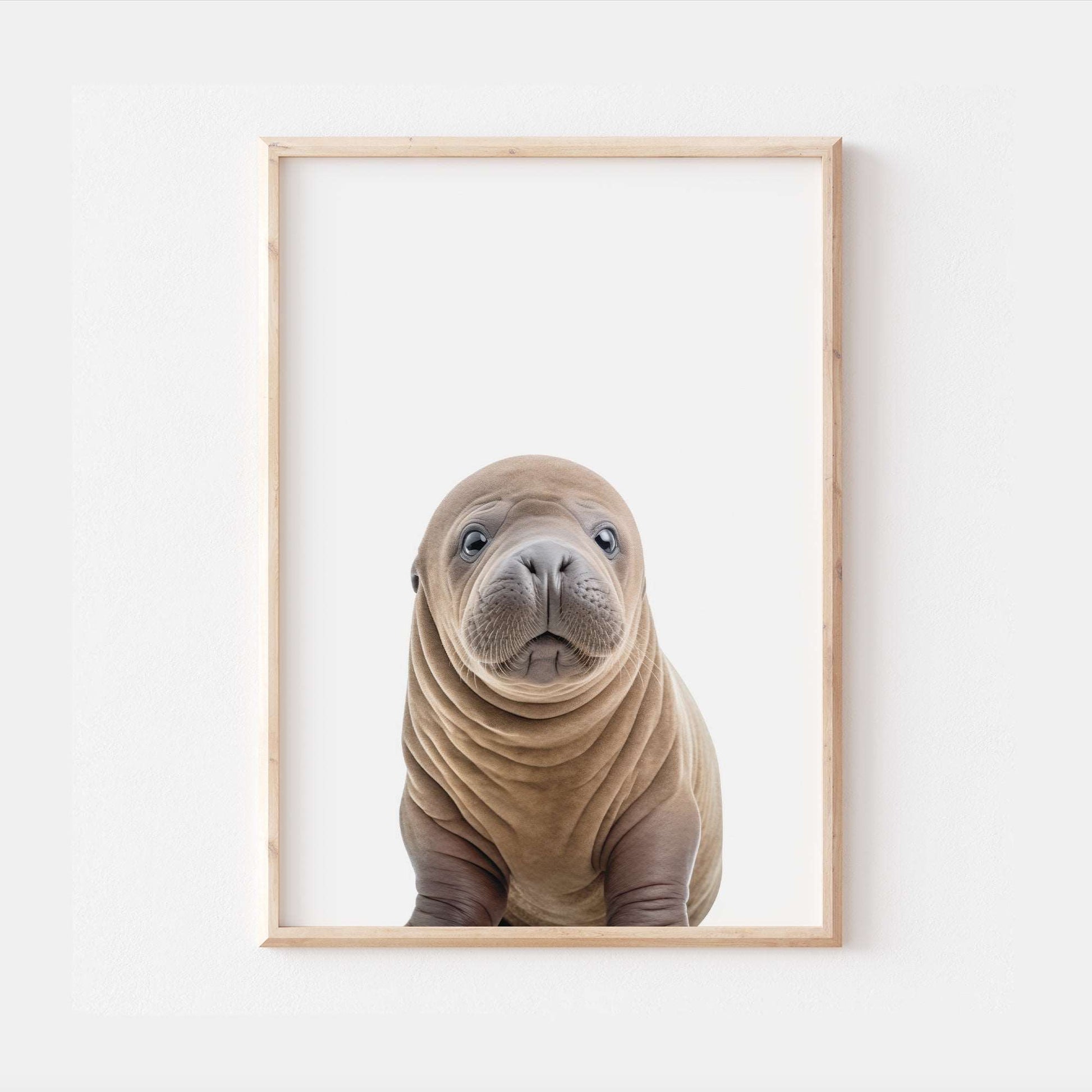 Baby Walrus