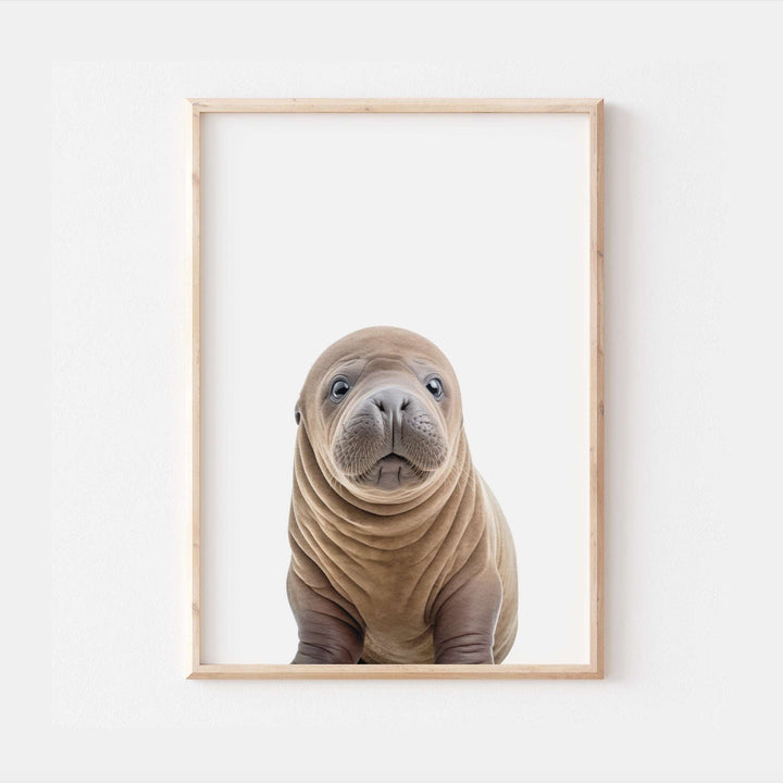 Baby Walrus