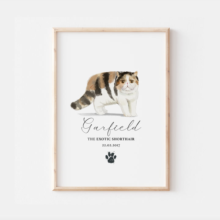 Personalised Calico Exotic Shorthair Cat Breed Watercolour Print