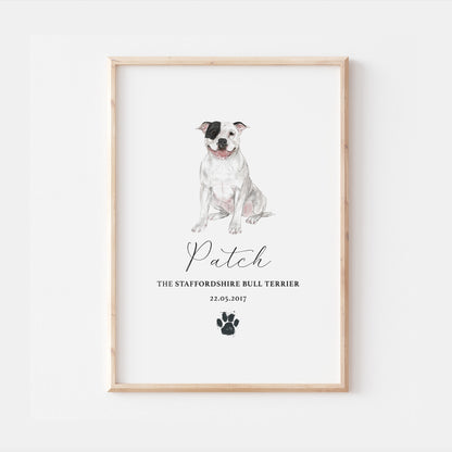 Personalised White Patch Staffordshire Bull Terrier Dog Watercolour Print