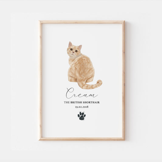 Personalised Cream British Shorthair Cat Breed Watercolour Print