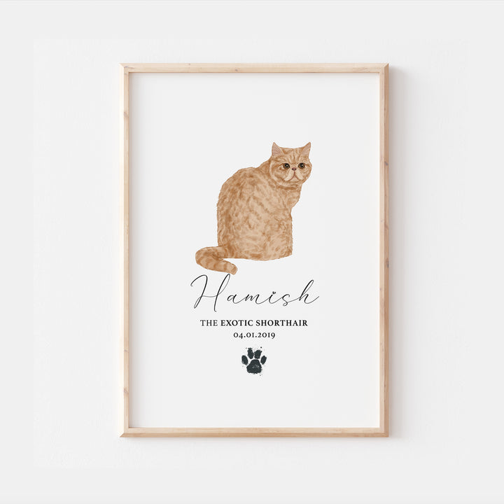 Personalised Red Exotic Shorthair Cat Breed Watercolour Print