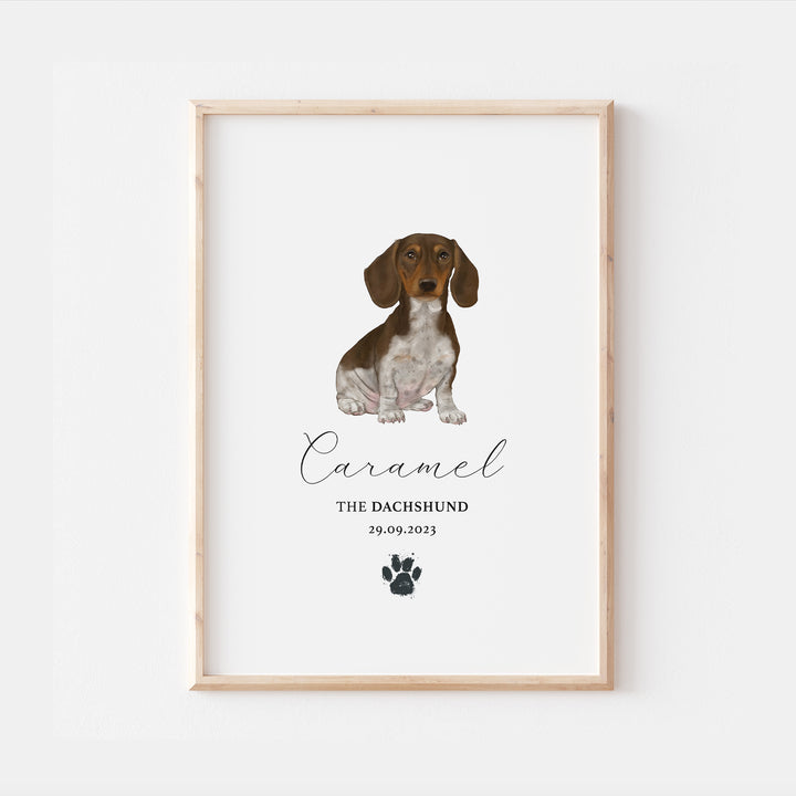 Personalised Brown & White Dachshund Dog Watercolour Print