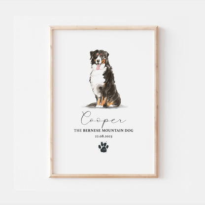 Personalised Bernese Mountain Dog Watercolour Home Print