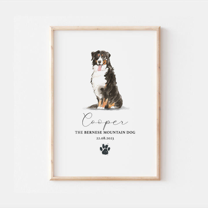 Personalised Bernese Mountain Dog Watercolour Home Print