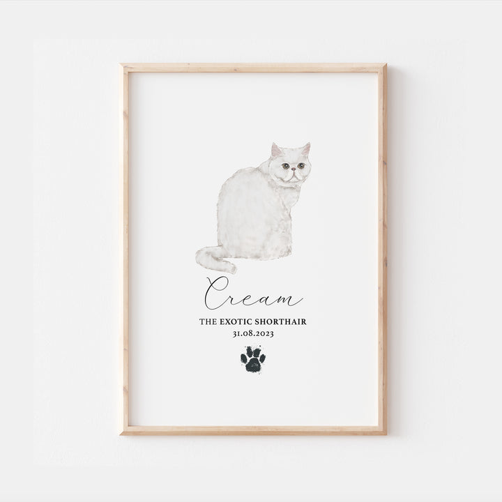 Personalised White Exotic Shorthair Cat Breed Watercolour Print