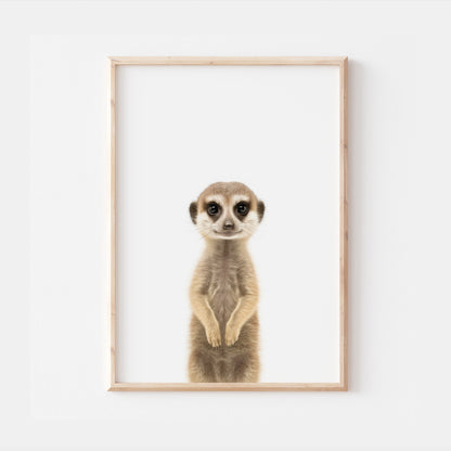 Baby Meerkat