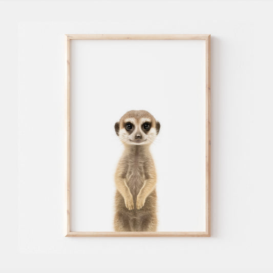 Baby Meerkat