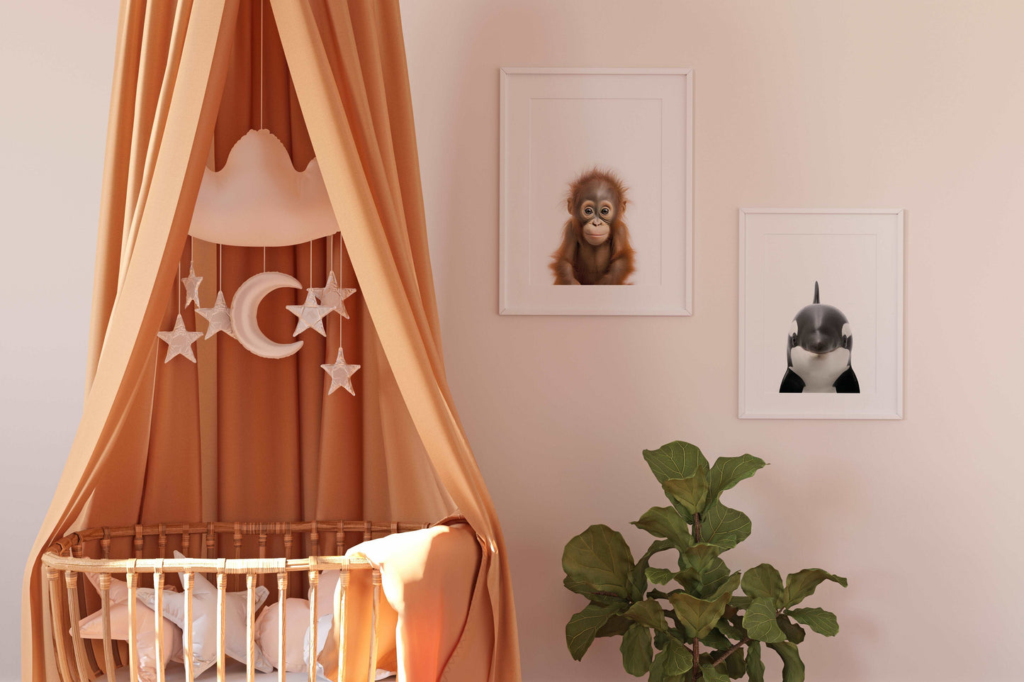 Baby Orangutan