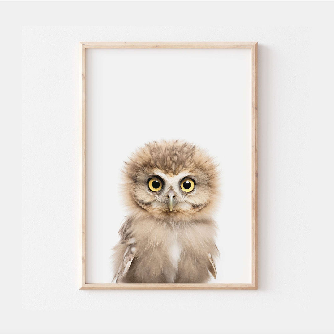 Baby Owl