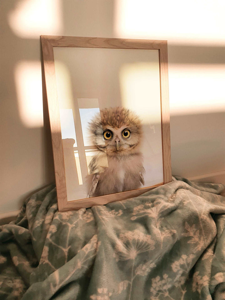 Baby Owl