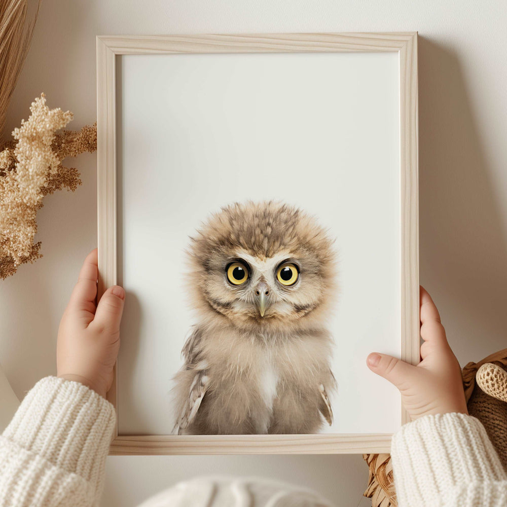 Baby Owl