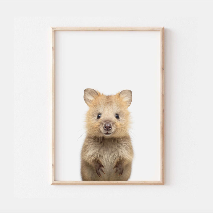 Baby Quokka