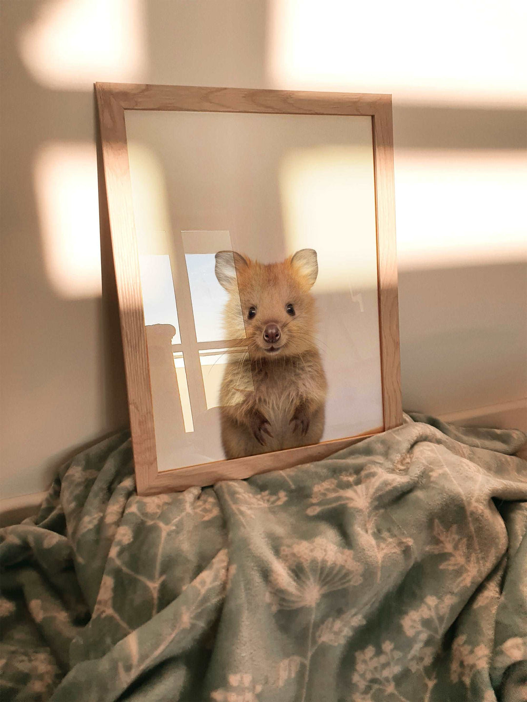 Baby Quokka