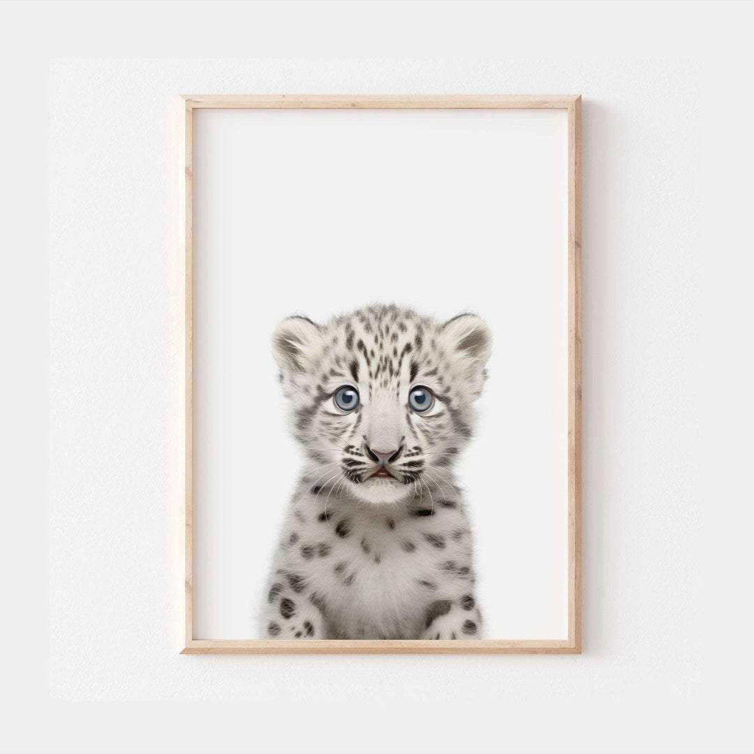 Baby Snow Leopard