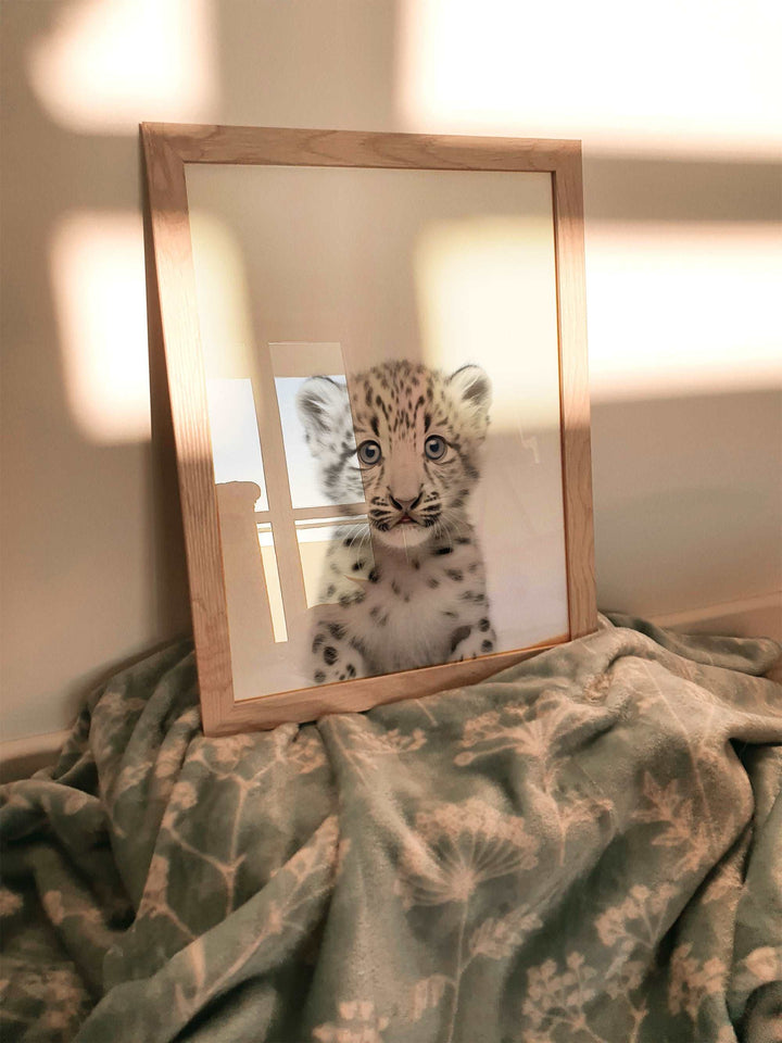 Baby Snow Leopard