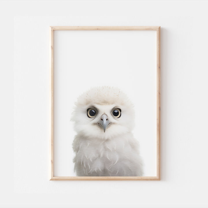 Baby Snow Owl